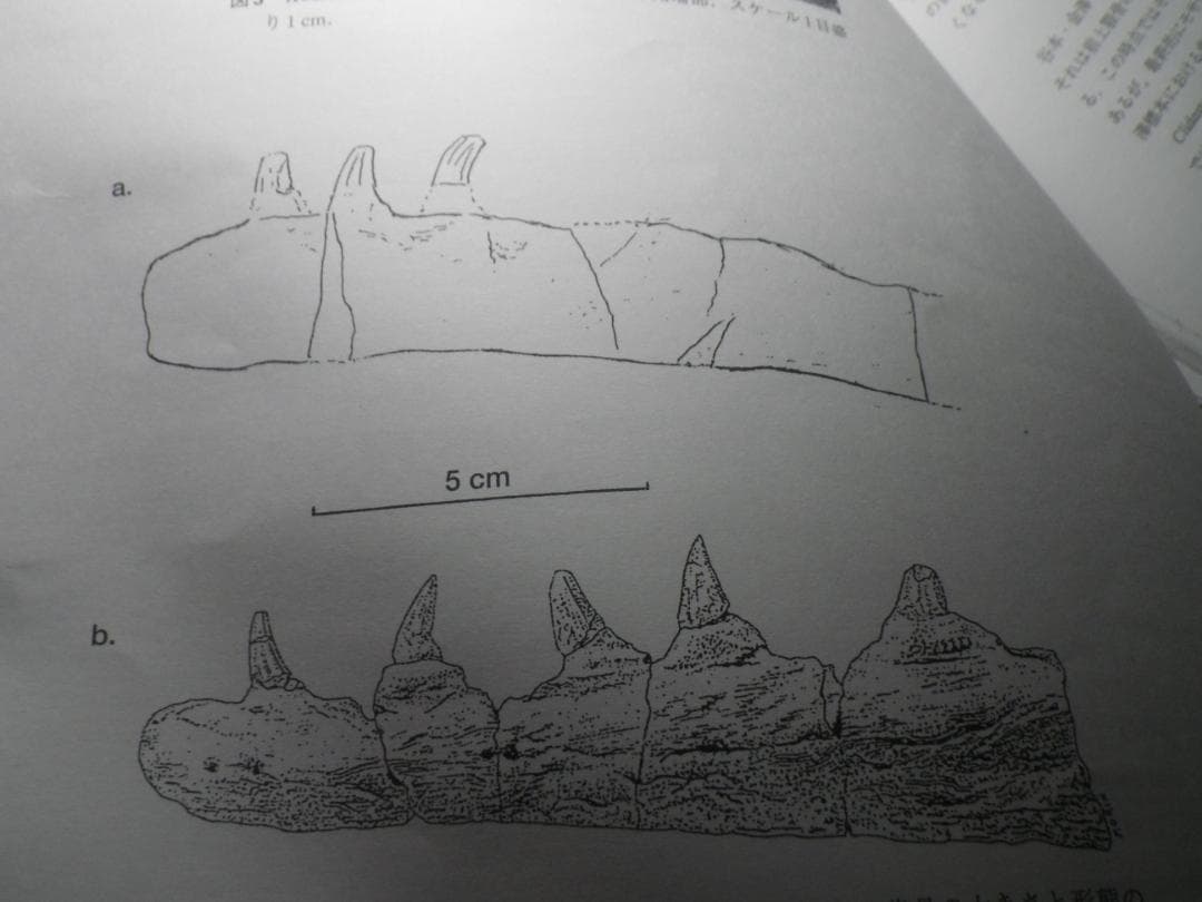 国産化石　貴重レプリカ　２５１１１２－１