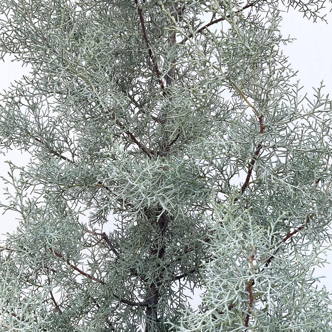 コニファー　ブルーアイス/ 1032