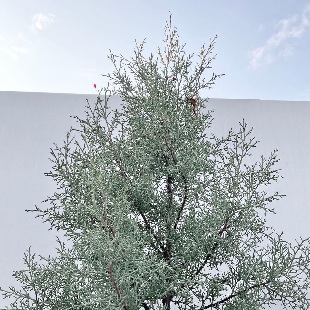 コニファー　ブルーアイス/ 1032