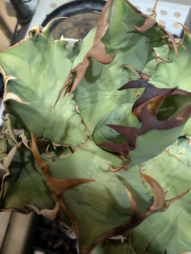 アガベ　オアハカ現地球　Coyote産