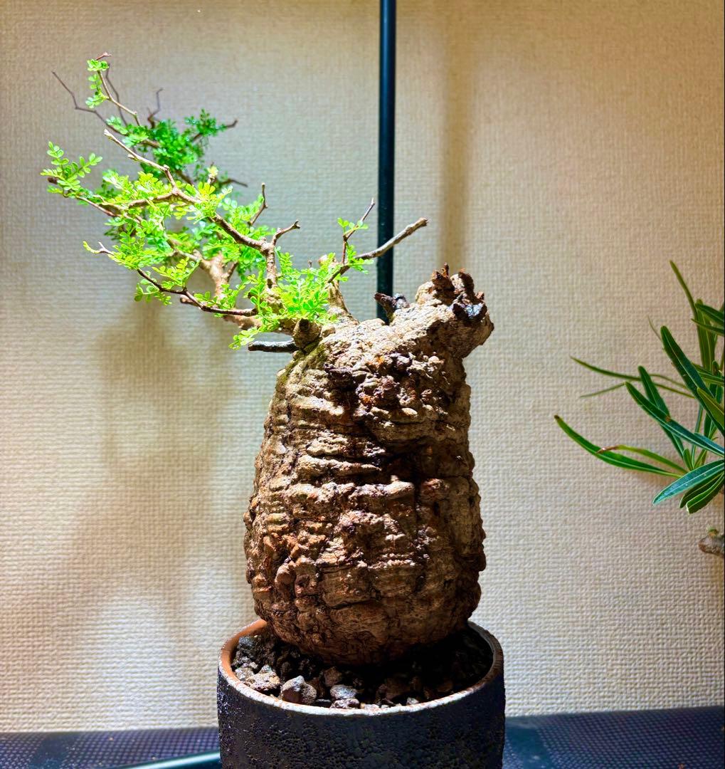 【発根済み】オペルクリカリア・パキプス