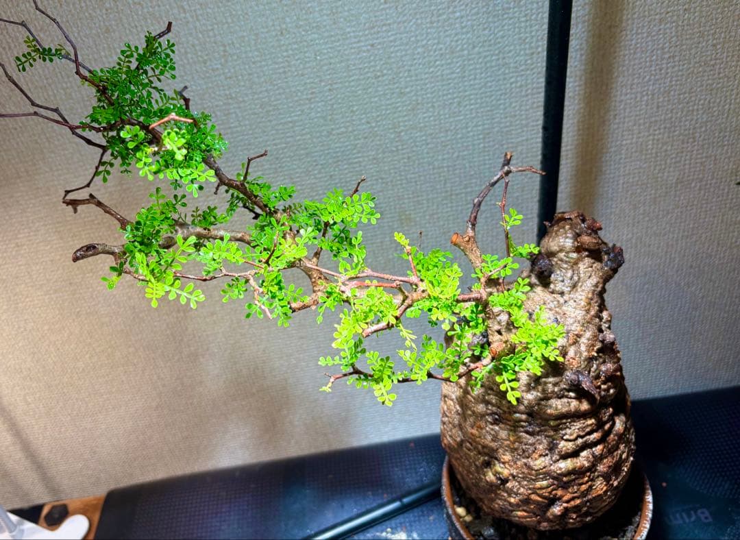 【発根済み】オペルクリカリア・パキプス