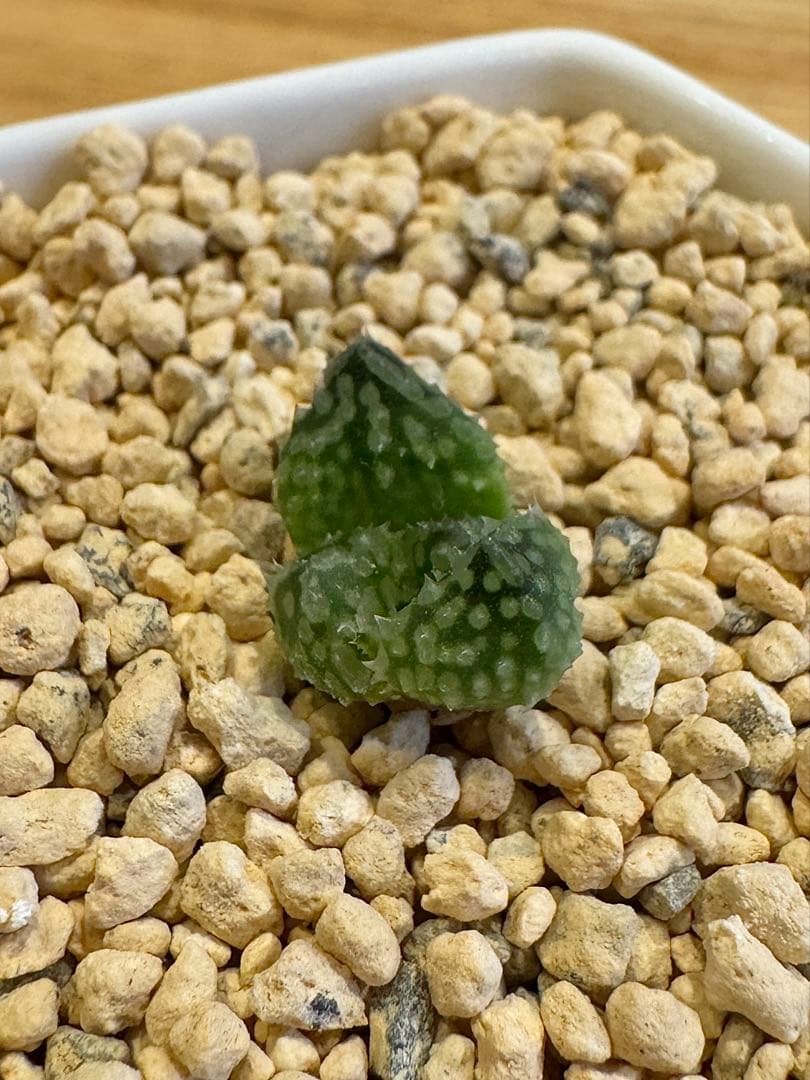 ハオルチア　王蟲　カキ仔　未発根