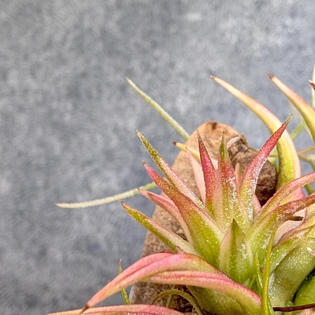 [送料無料] バンハイニンギー ヴァリエガータ バリエガータ 斑