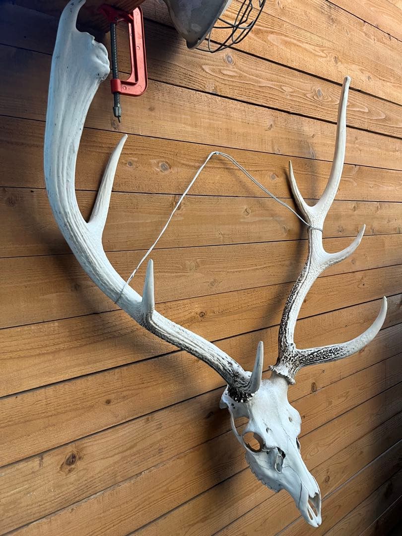 ニホンシカ 二股角の鹿 トロフィー　鹿の頭骨 壁掛け装飾