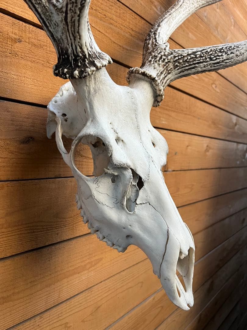 ニホンシカ 二股角の鹿 トロフィー　鹿の頭骨 壁掛け装飾