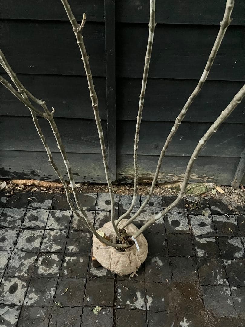 a.o.　300 山採り　アオダモ