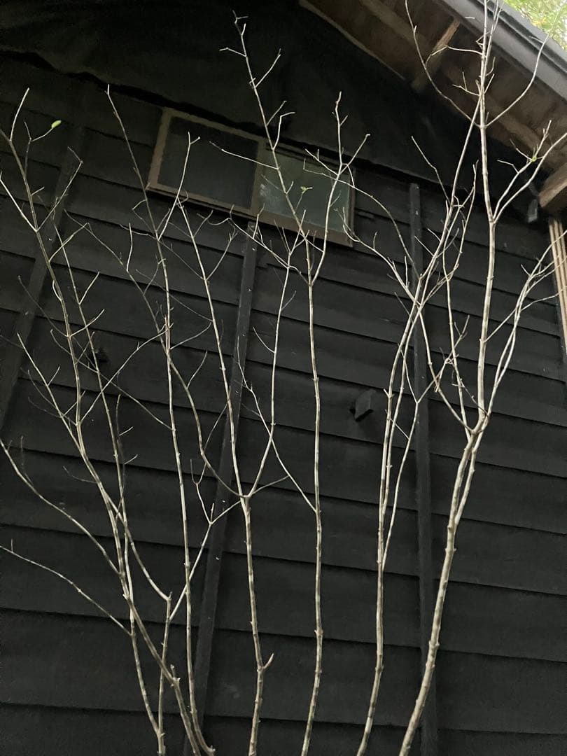 a.o.　300 山採り　アオダモ