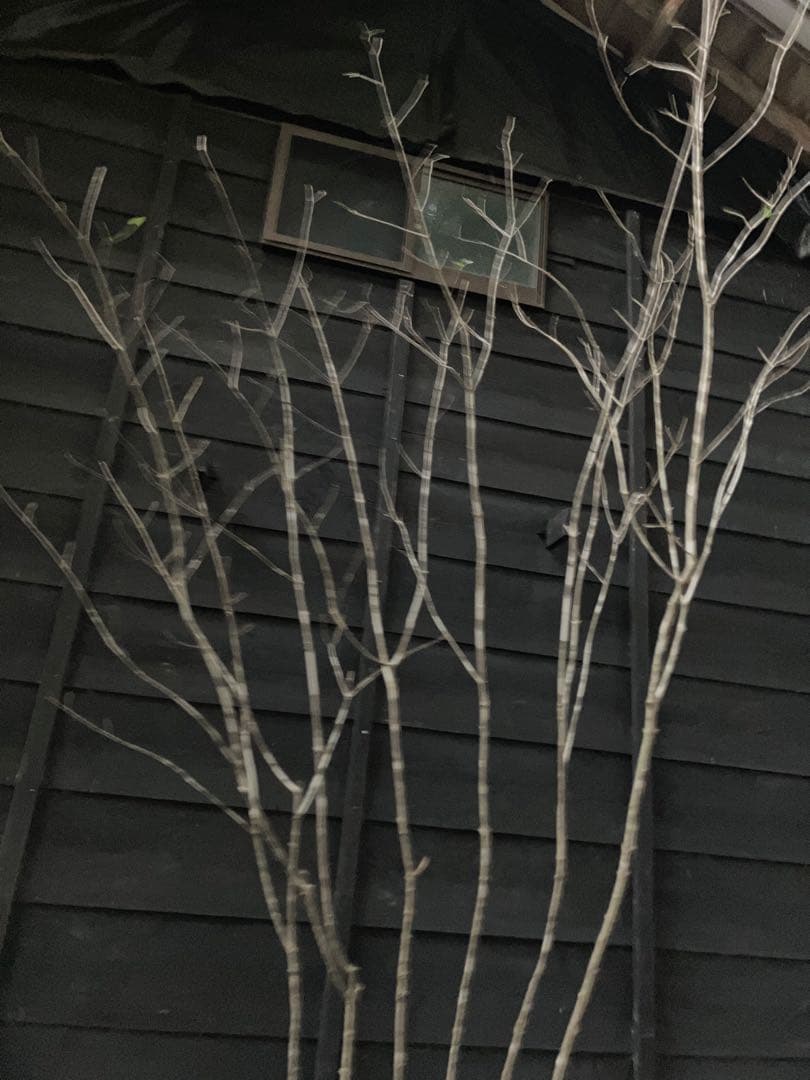 a.o.　300 山採り　アオダモ