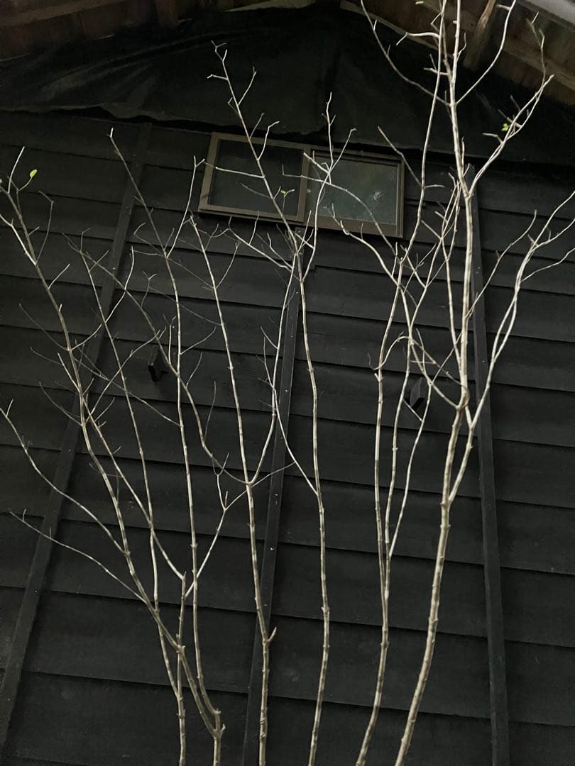 a.o.　300 山採り　アオダモ