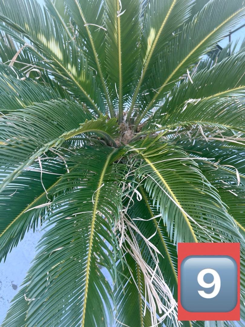 蘇鉄（ソテツ）