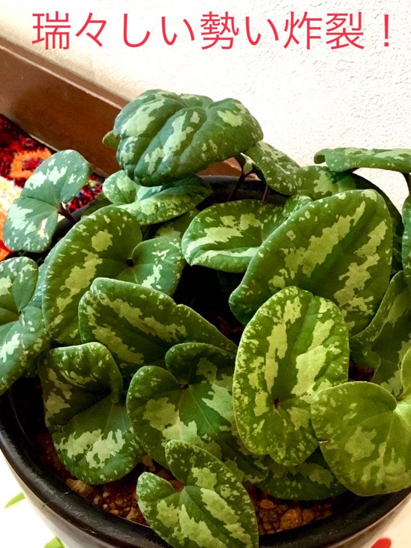 天然＊野生【全て今春の新芽＊お花沢山/カンアオイ＊寒葵】瑞々しく勢い炸裂！