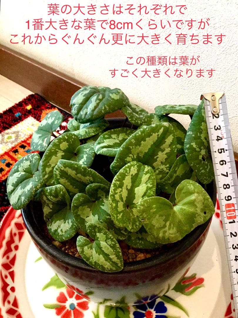 天然＊野生【全て今春の新芽＊お花沢山/カンアオイ＊寒葵】瑞々しく勢い炸裂！