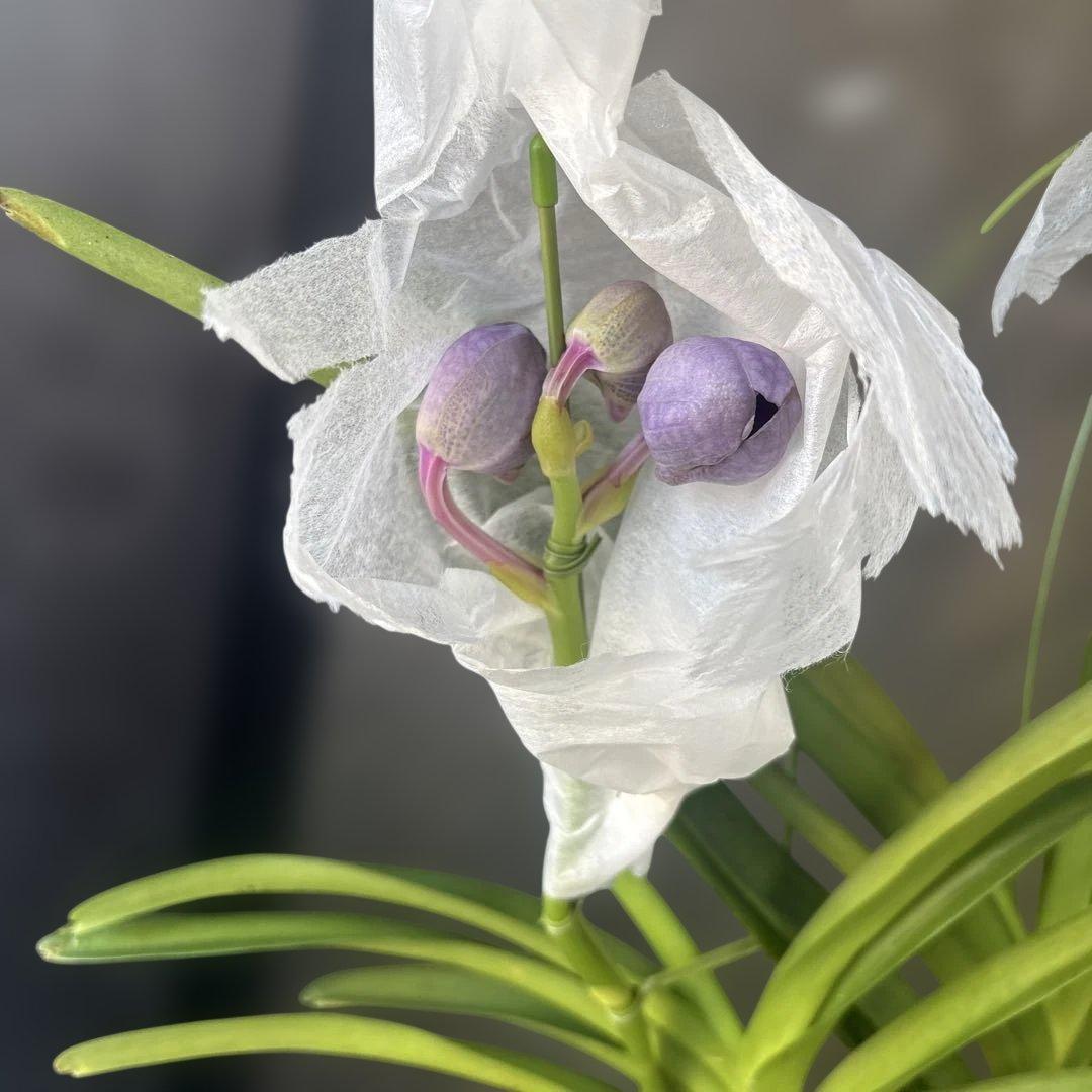 ぴ*け様 洋蘭　洋ラン　バンダ　2種セット