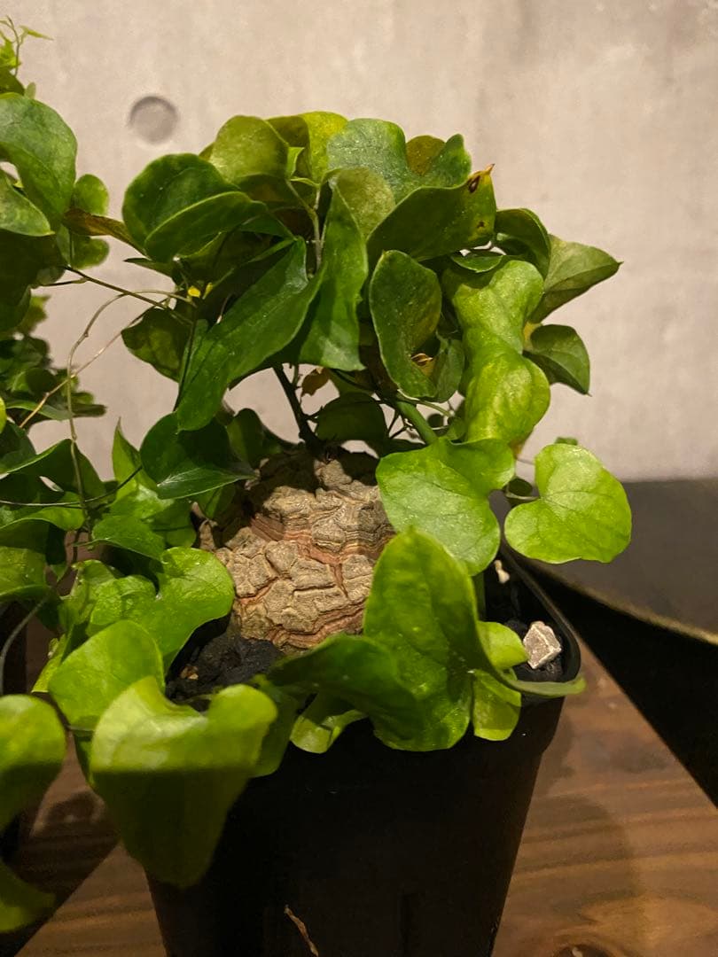 亀甲竜 2株セット