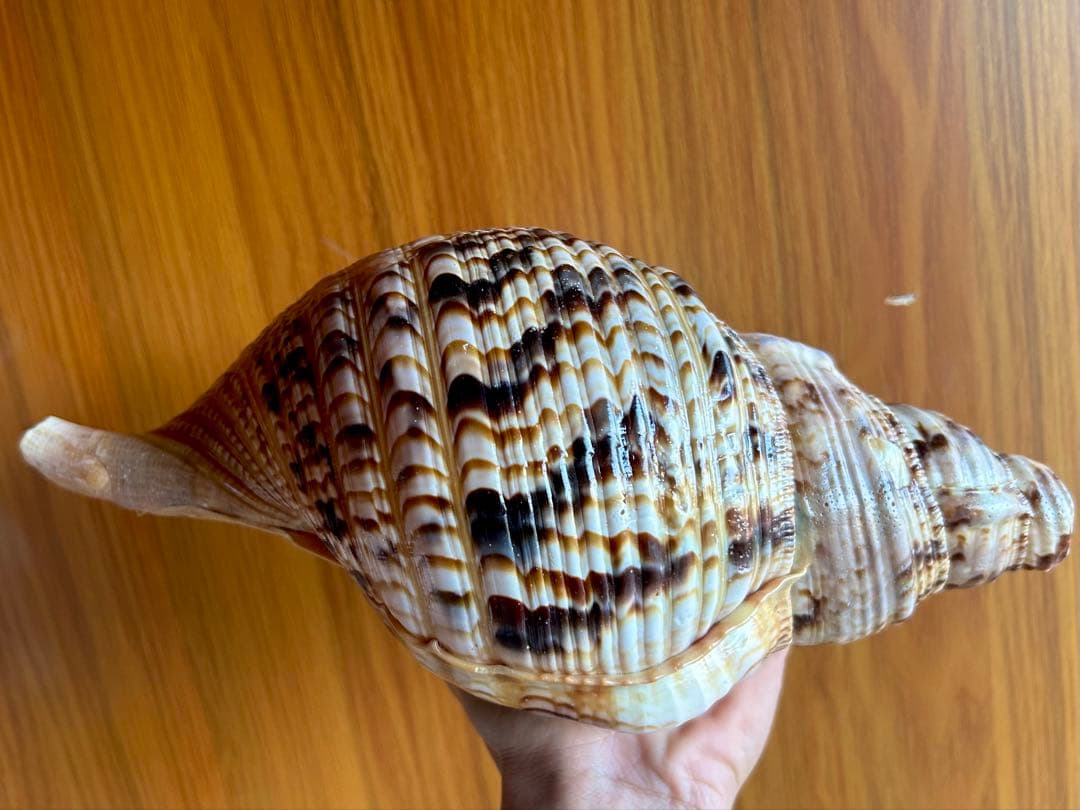 法螺貝　31cm 673g