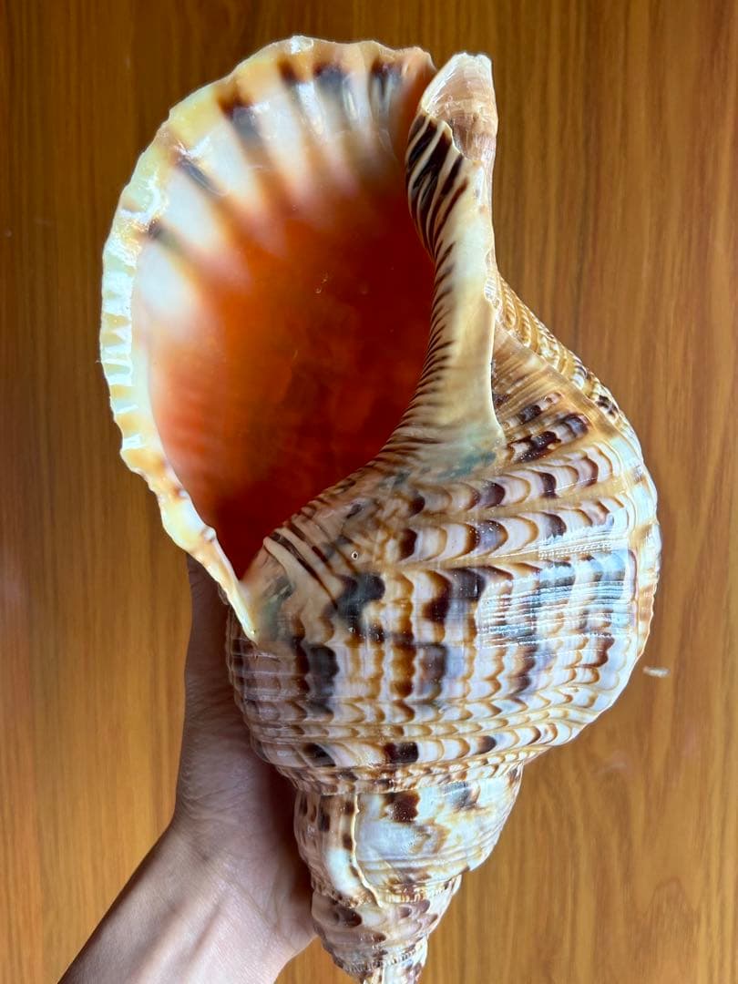 法螺貝　31cm 673g