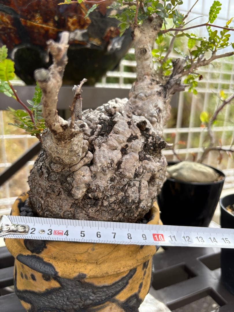 makongu枠　パキプス