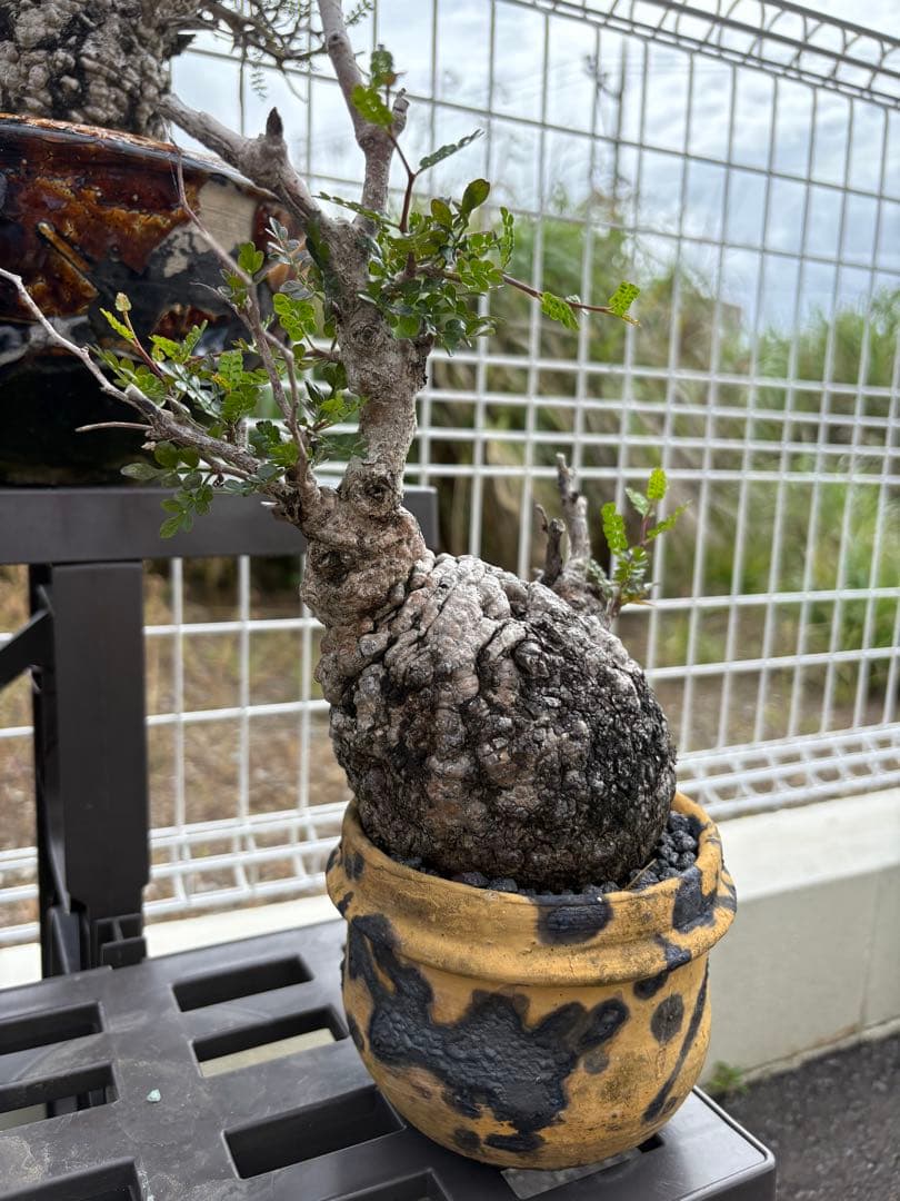 makongu枠　パキプス