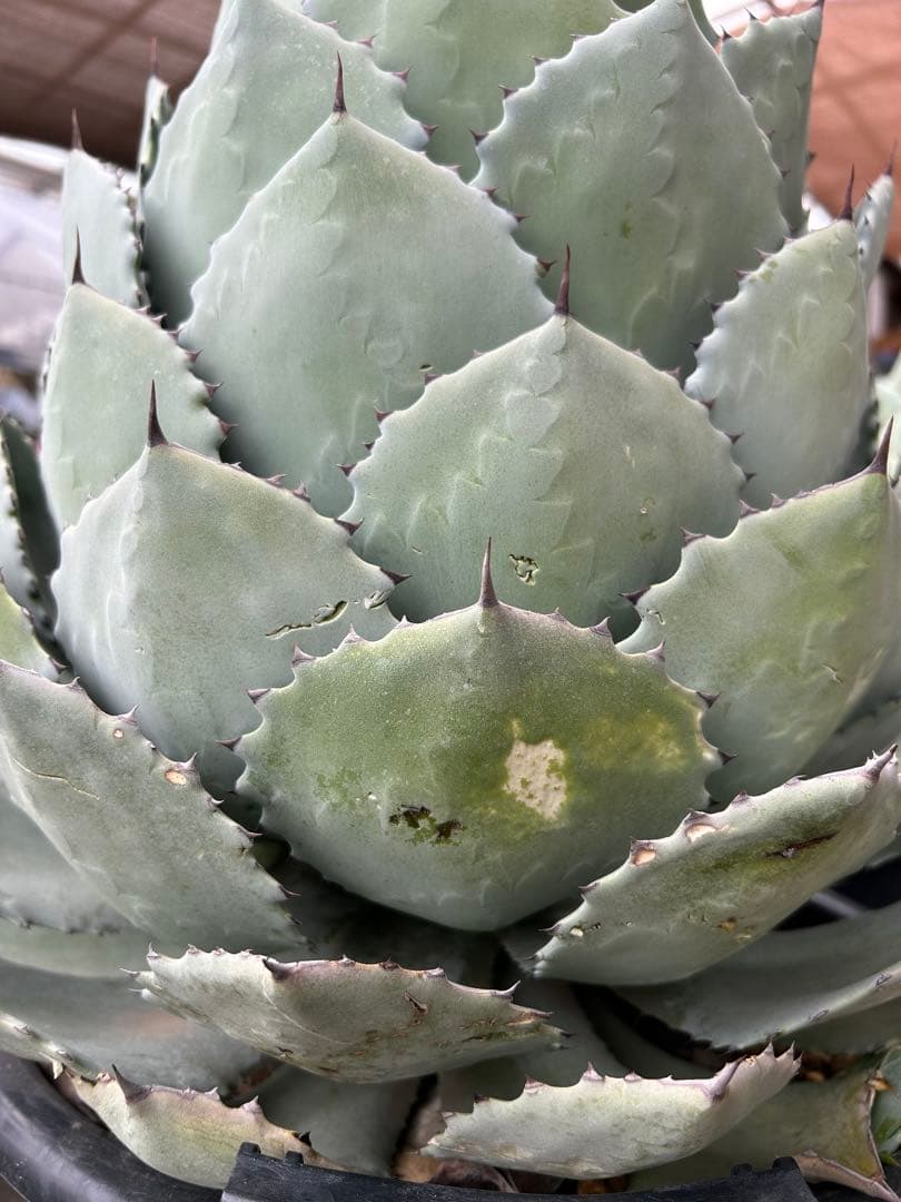 特大パリー　吉祥天　アガベ