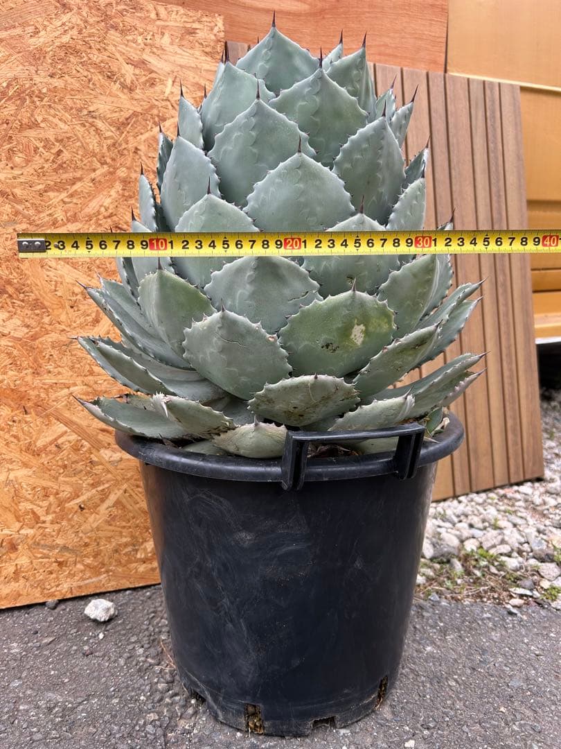 特大パリー　吉祥天　アガベ