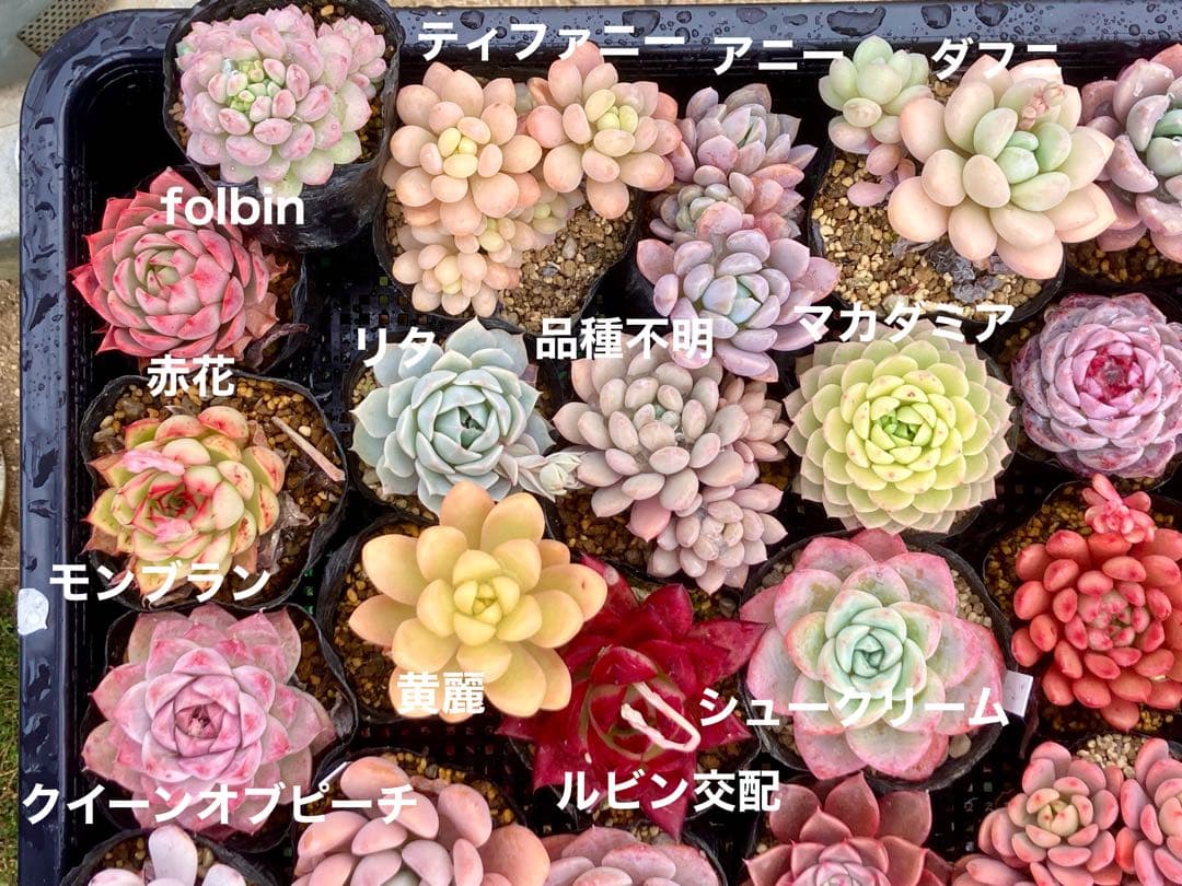 マーミ様　確認用