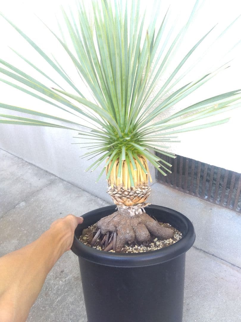 ユッカ　ロストラータ　10号鉢つき　根上がり❗
