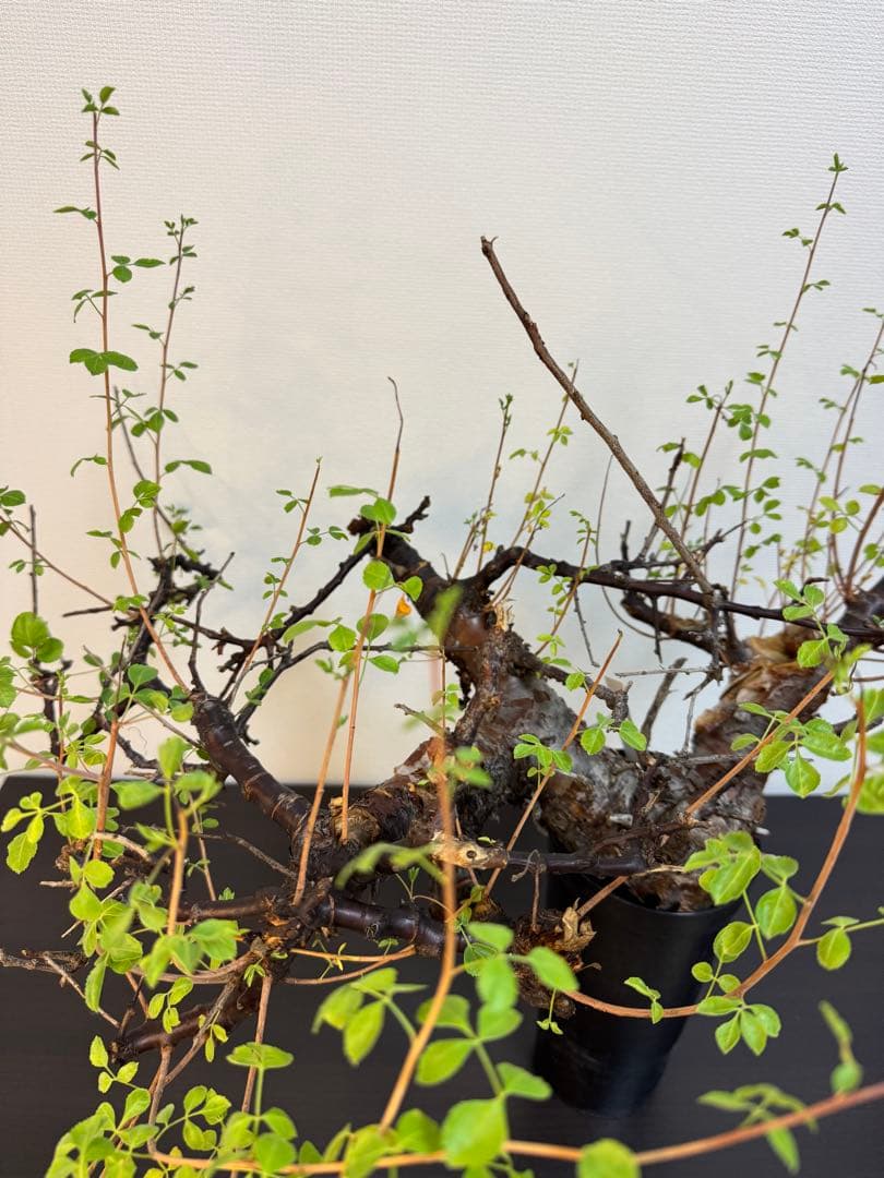 コミフォラ　ボラネンシス　現地球良型　発根済み