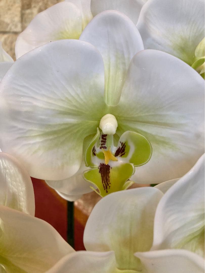 光触媒　人工観葉植物　ウォールグリーン　フェイク　フラワー　リアル胡蝶蘭wg