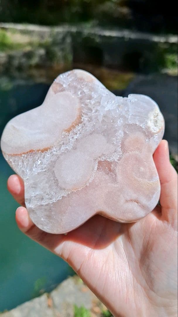 ピンクアメジストフラワー【開花】