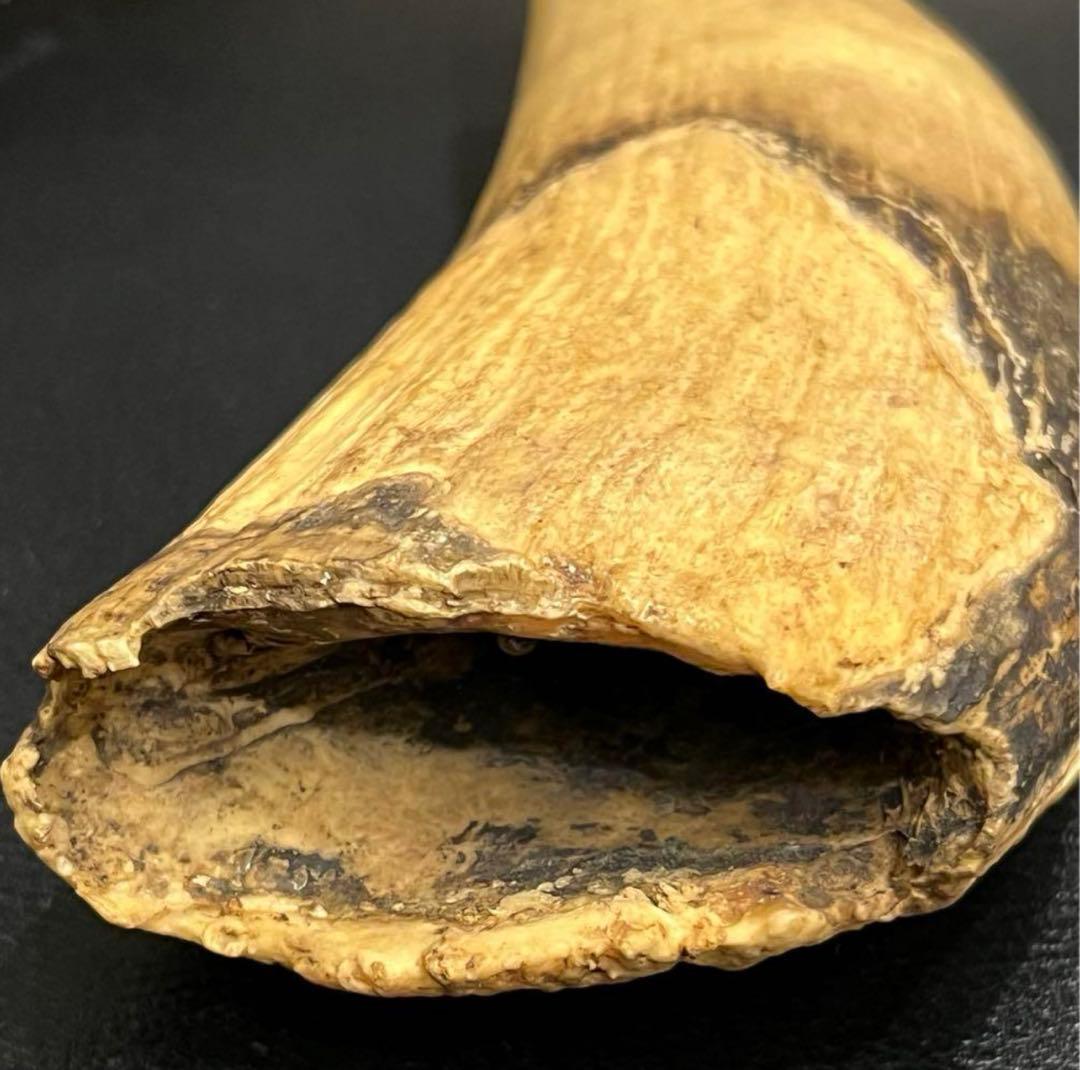 極上 抹香鯨 鯨歯 マッコウクジラの歯 彫刻材 根付