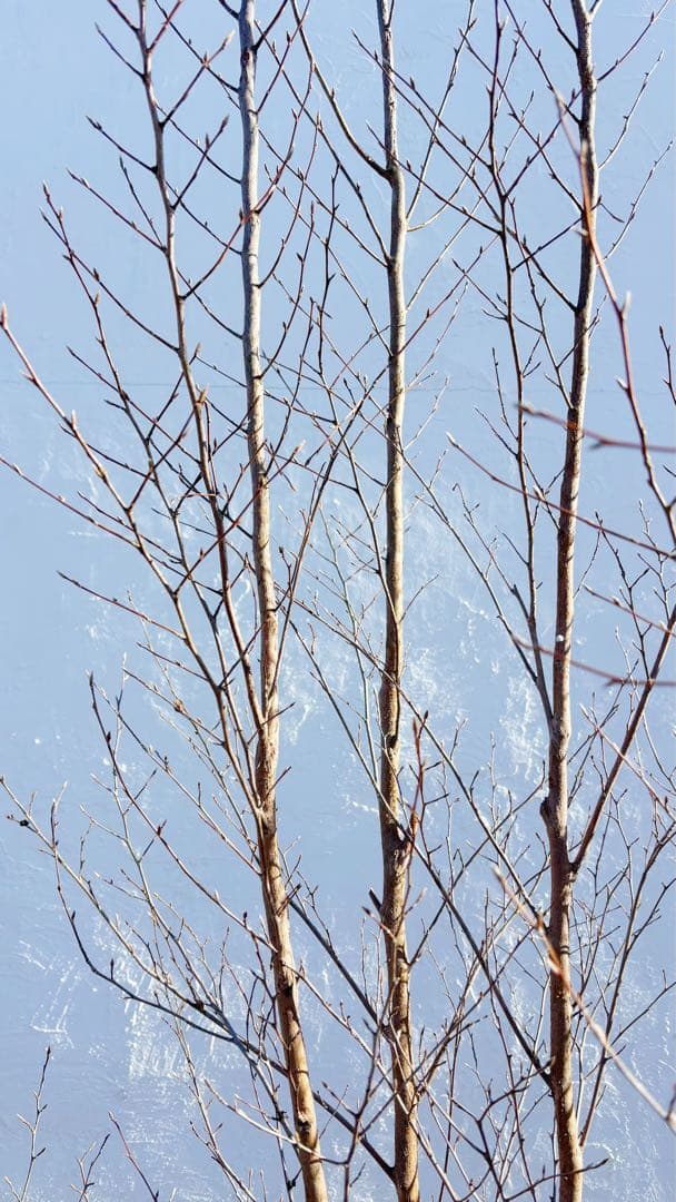 絶品美幹。ヒメシャラ切り戻し本株立ち2.9M(鉢底から)