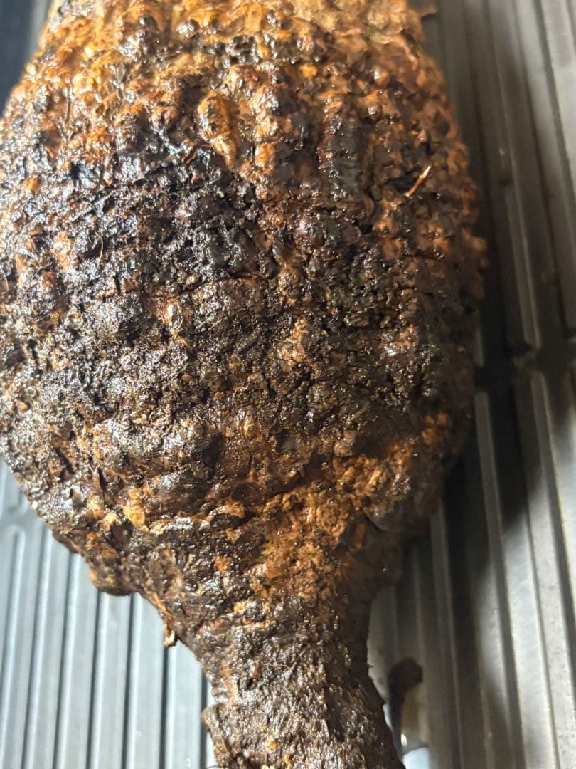 m*9様 オペルクリカリア パキプス ベアルート 現地発根株