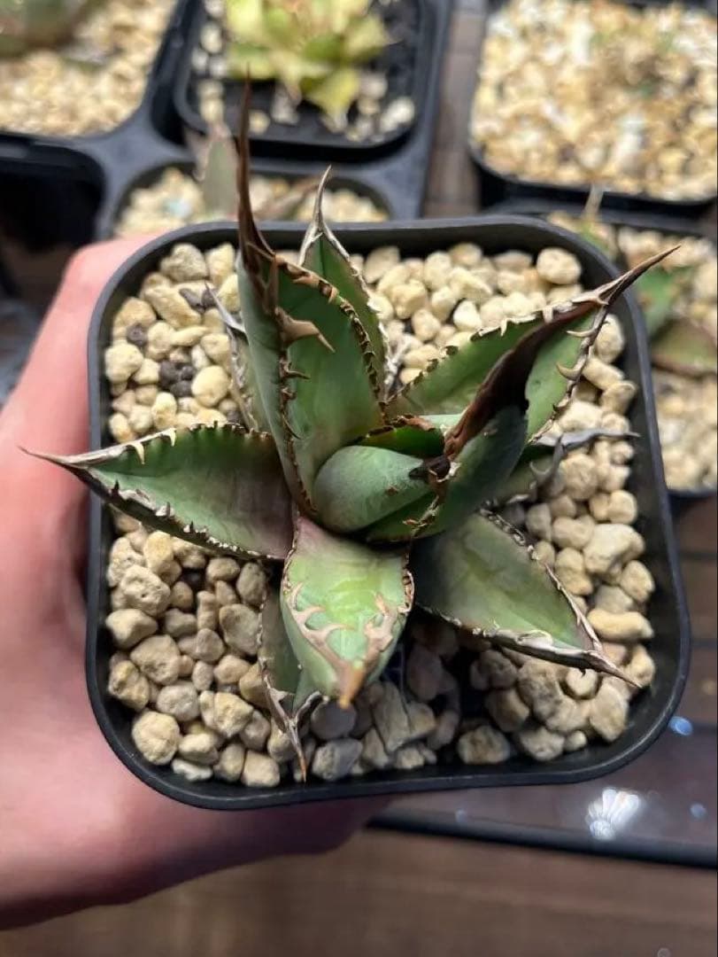 アガベ ホワイトファング 発根済み　鉢植え発送