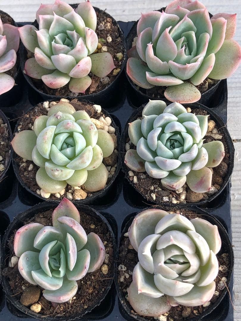 多肉植物 miyaさん苗♡小苗セット