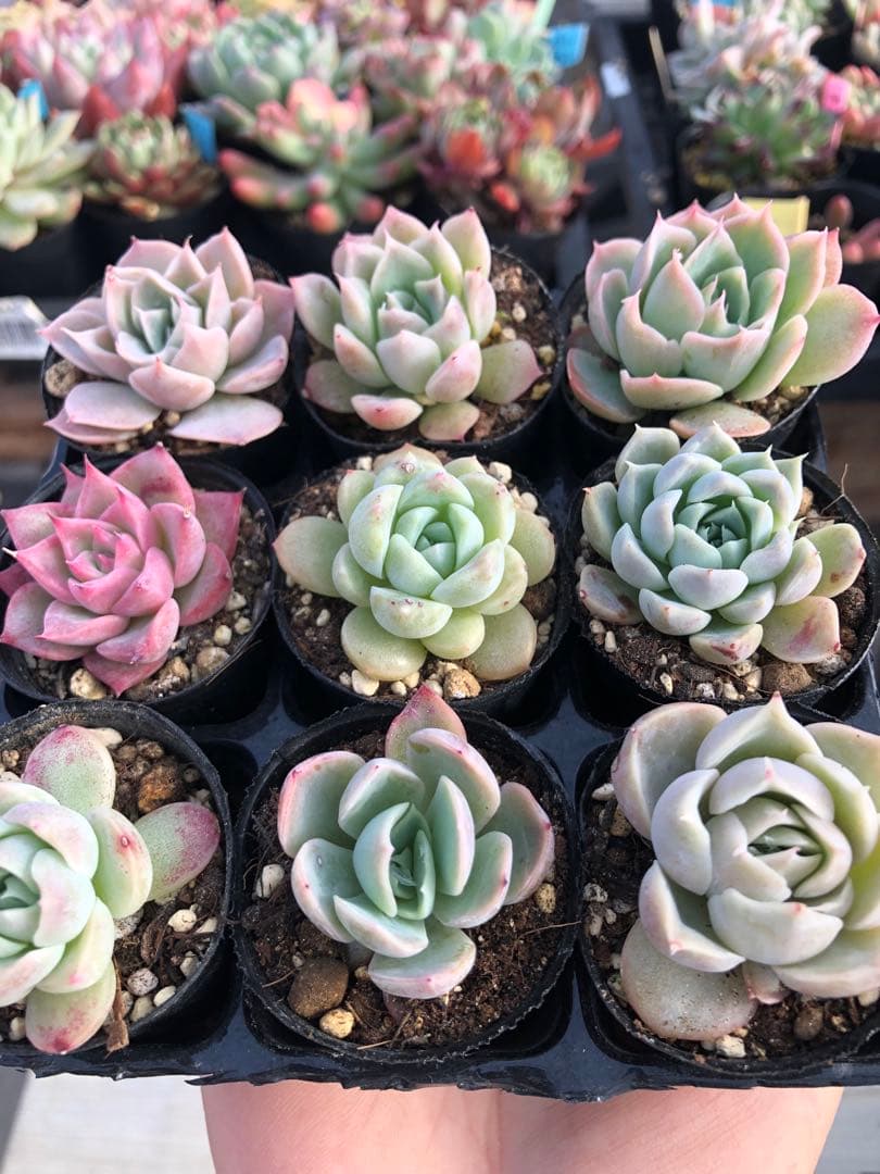 多肉植物 miyaさん苗♡小苗セット