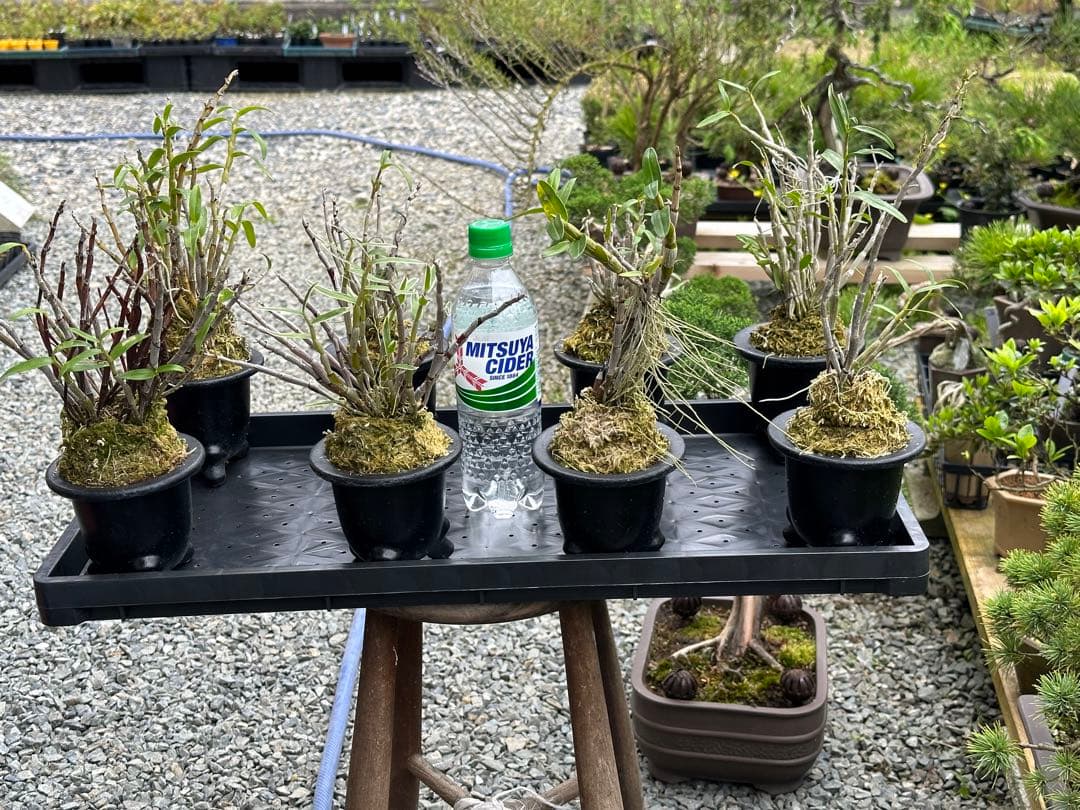 セッコク 長生蘭 35鉢 フダ落ち