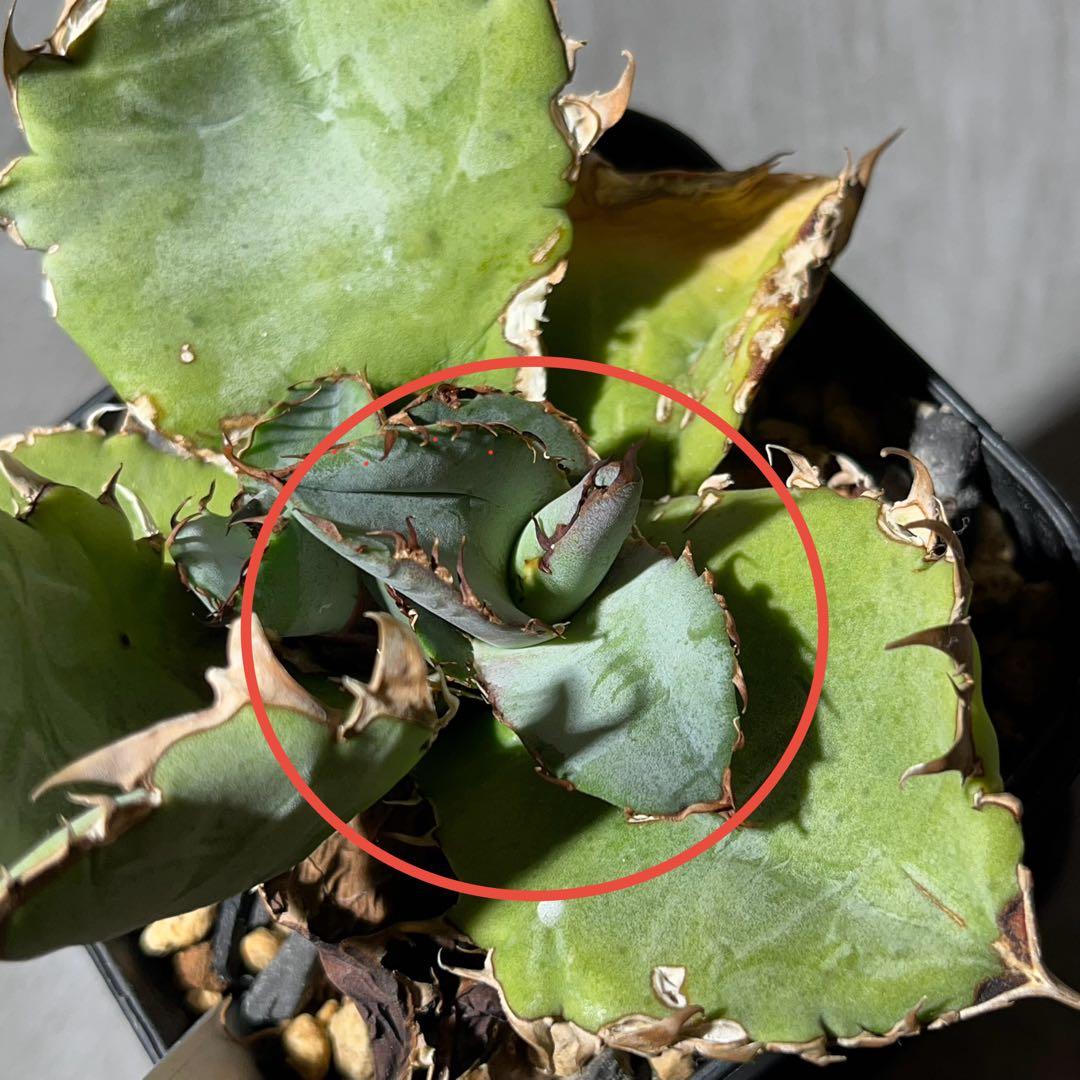 【BEAST】アガベ【ビースト】