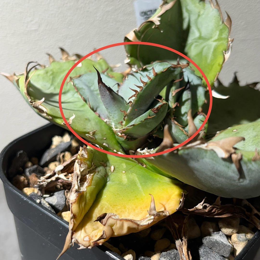 【BEAST】アガベ【ビースト】