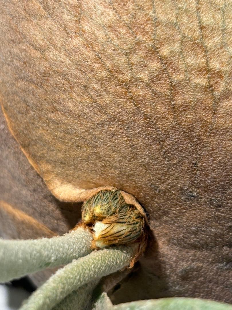 ビカクシダ HAS comolebi pup