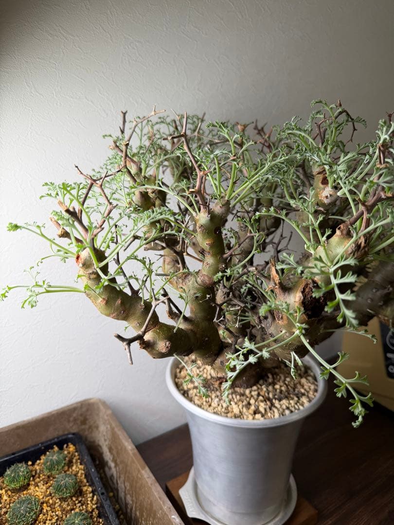 ペラルゴニウム クリズミフォリウム 山伏天狗