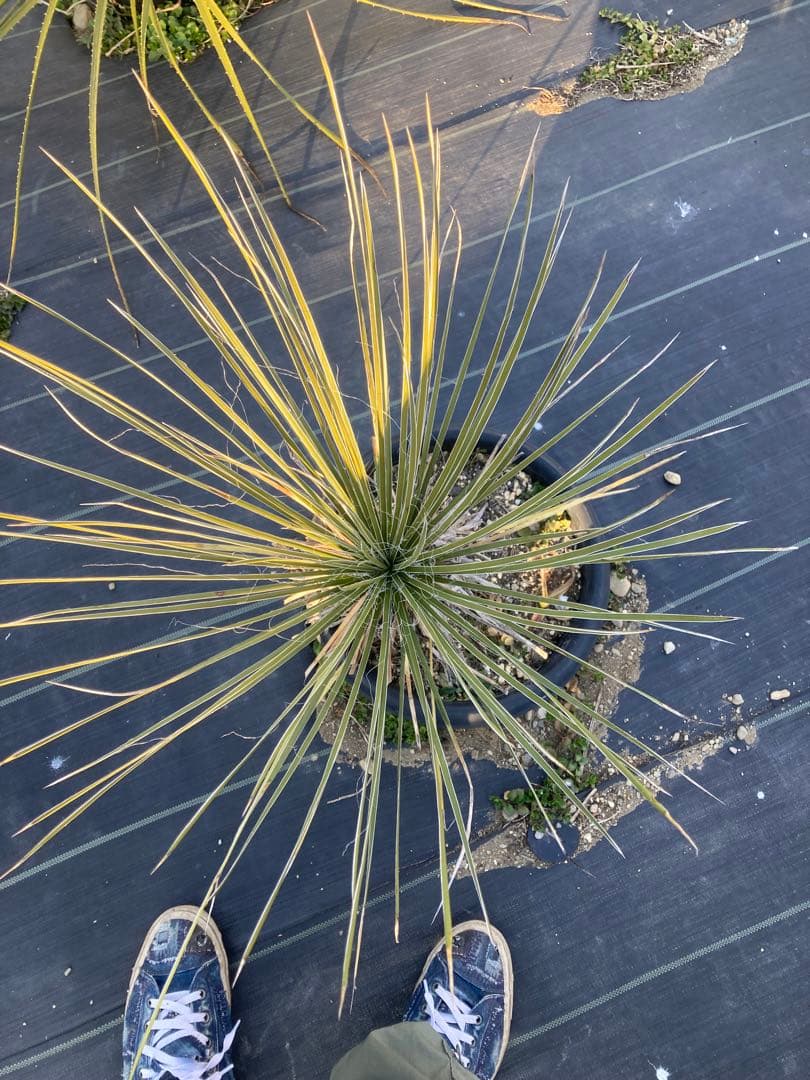 極耐寒性ユッカ　エラータ幹立ち株◇ドライガーデン南国アガベ　ダシリリオン　ヤシ