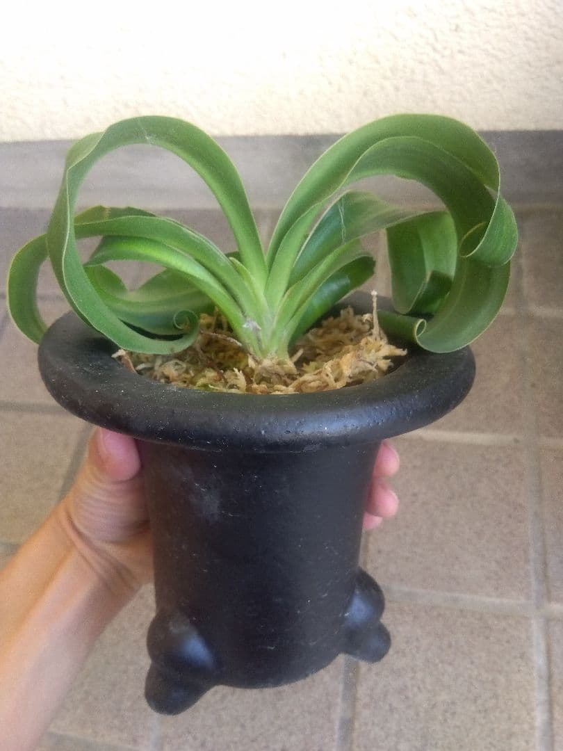 万年青　オモト　獅子　白覆輪斑　4.5号陶器鉢つき　か