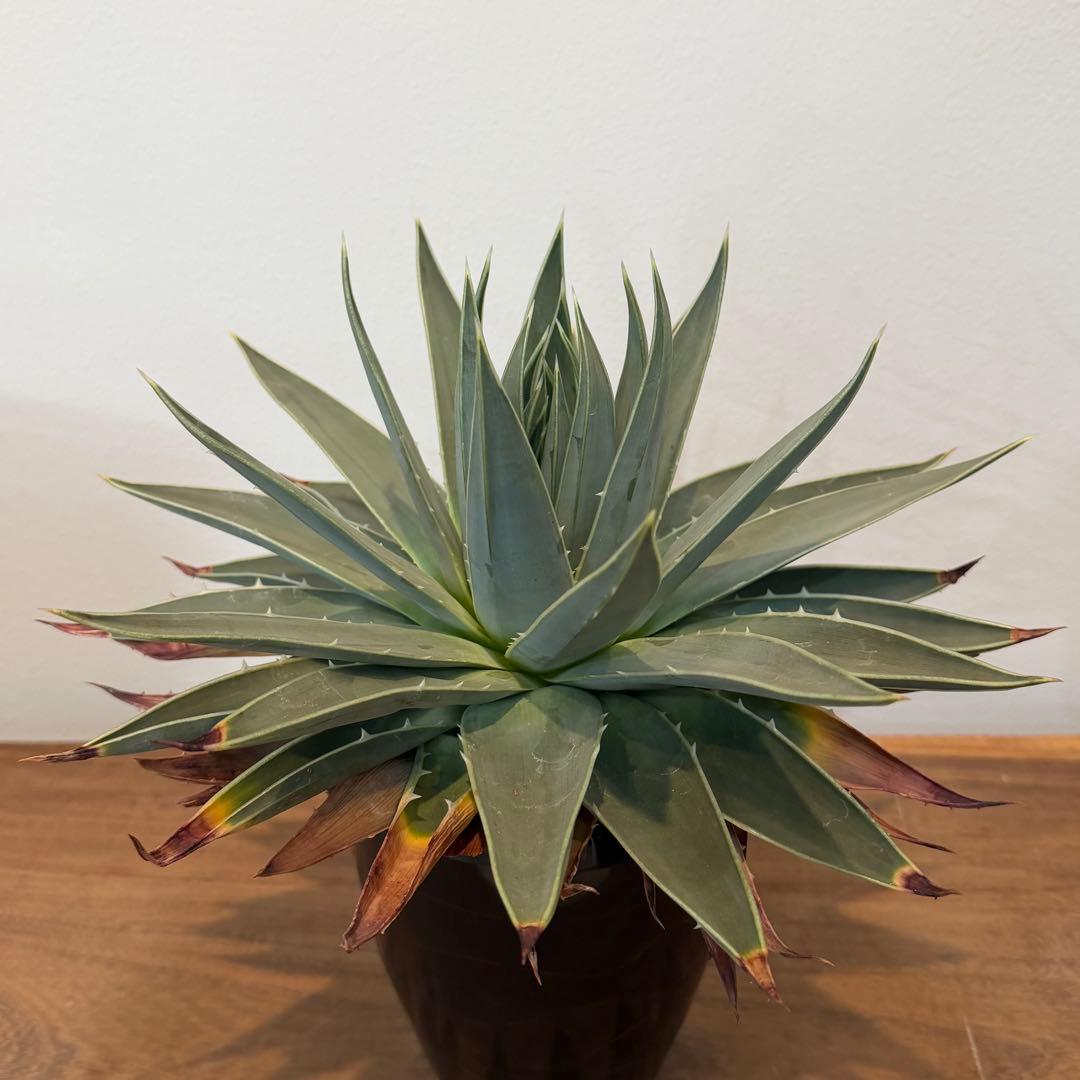 【美株】アロエ ポリフィラ 国内実生株 塊根植物 サボテン 多肉