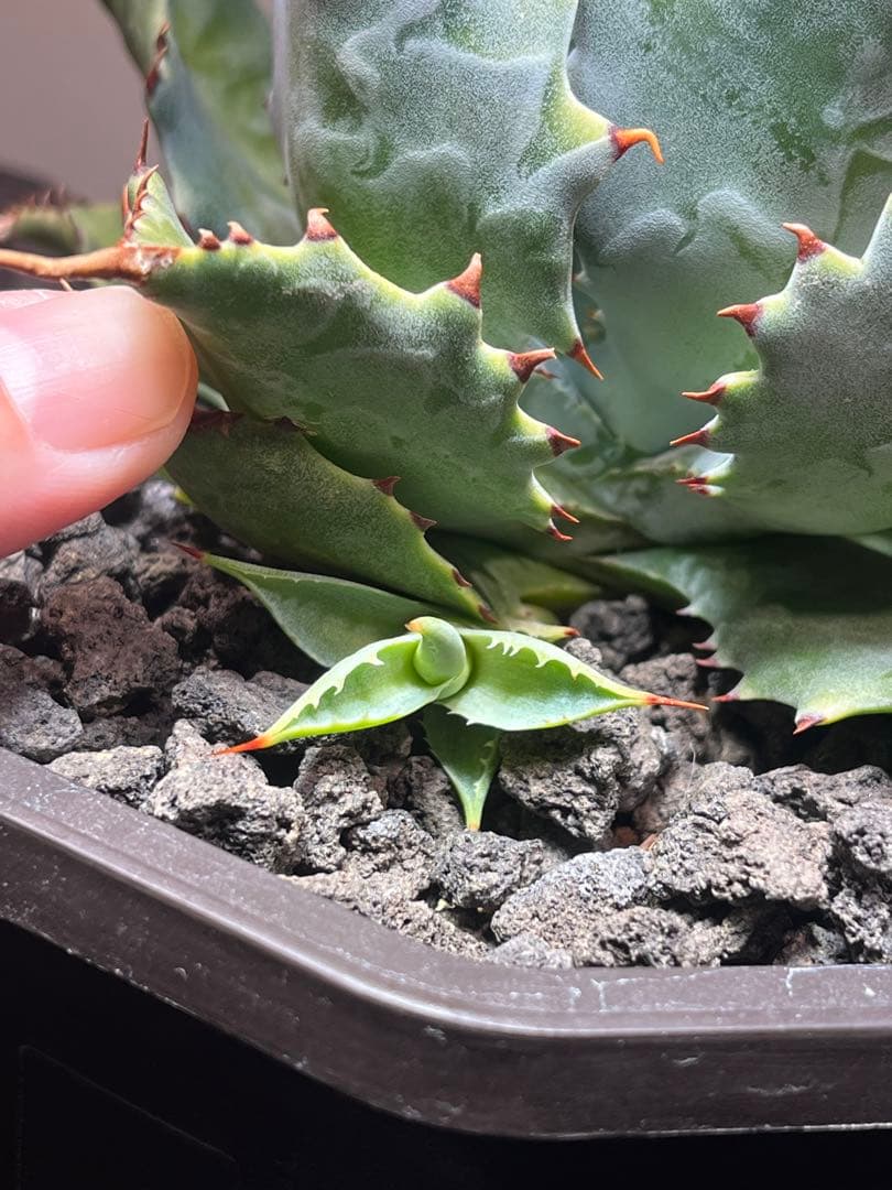 アガベ ハイブリッド　CJ plants産　甲蟹交種曲刺特選2