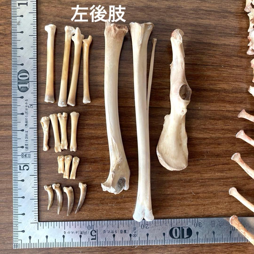 ノウサギの骨標本　頭骨標本