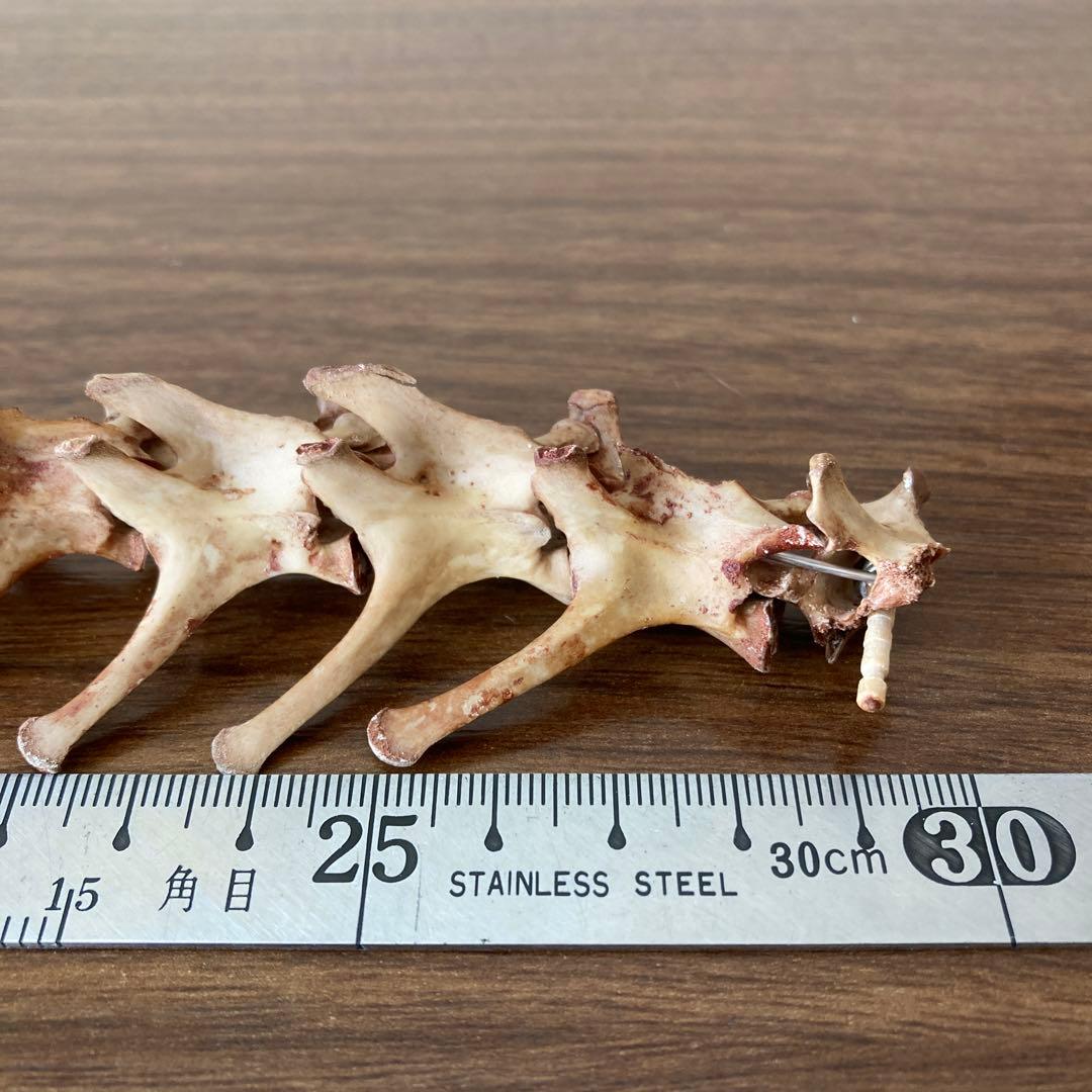 ノウサギの骨標本　頭骨標本