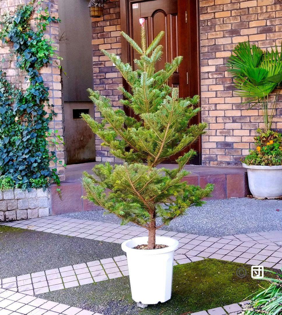 もみの木 モミの木 苗木 大型175cm❗整った樹形❗クリスマスツリー 鉢植済