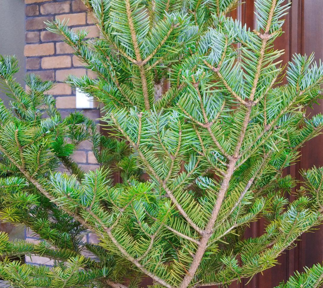 もみの木 モミの木 苗木 大型175cm❗整った樹形❗クリスマスツリー 鉢植済