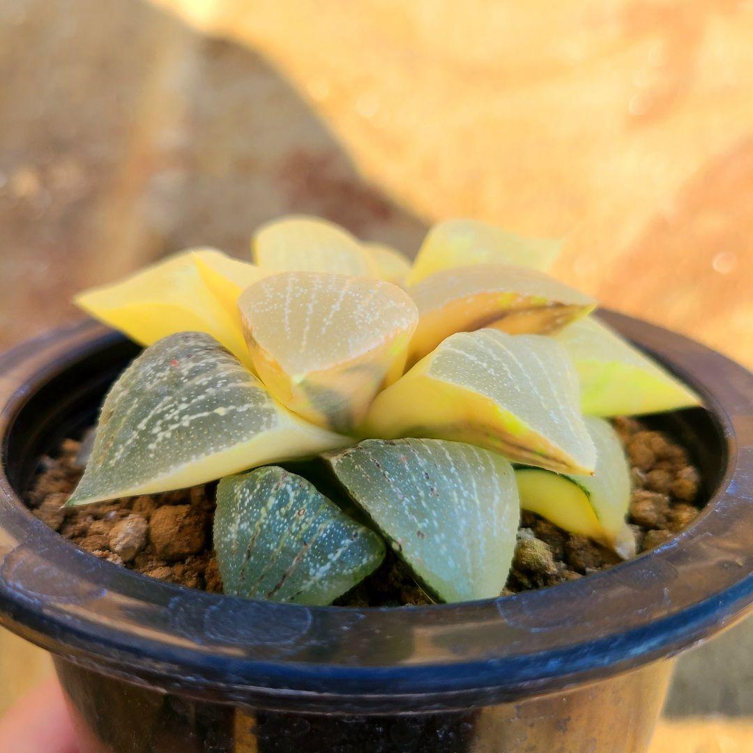 未繁殖 ピクタ銀河実生 黄金ノリ斑 多肉植物 ハオルチア アロエ